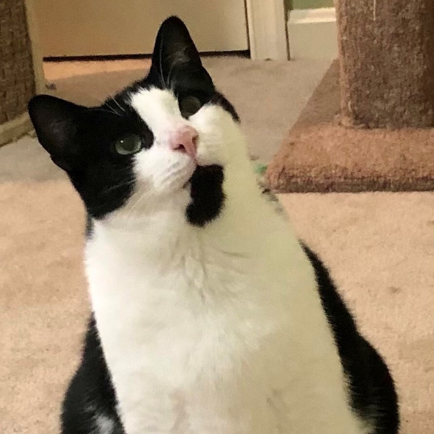 Enlarge Gilmore, a Adoptable Domestic Short Hair in Dover, DE image 5/5