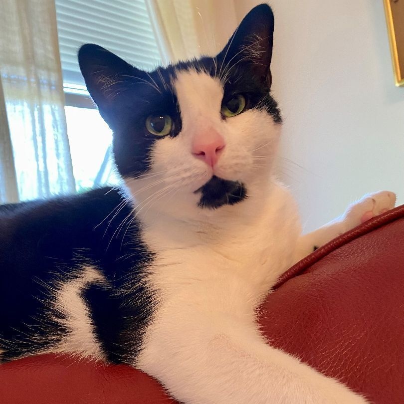 Gilmore, Adoptable, Adult Male Domestic Short Hair.