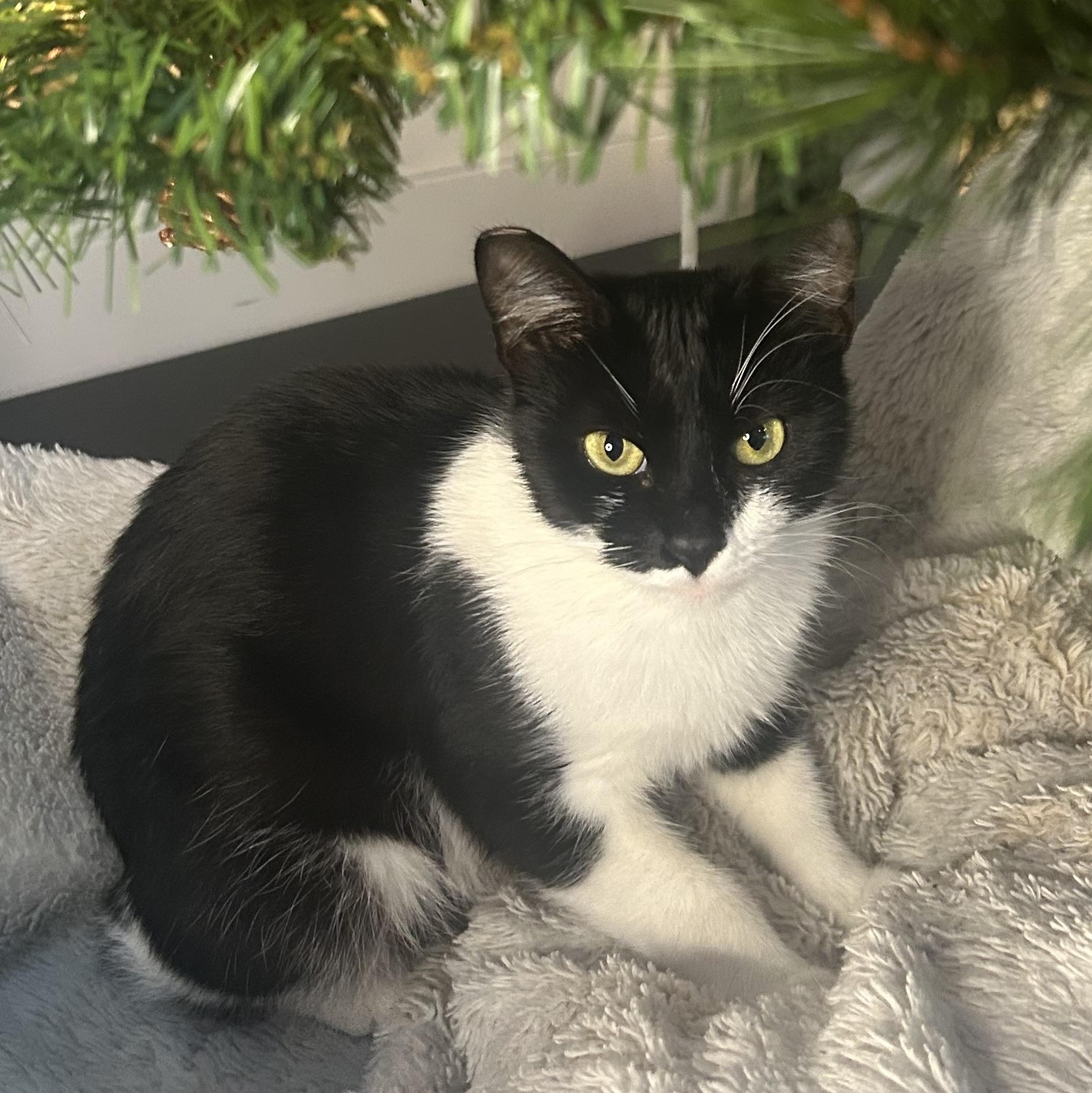 Penny, a Adoptable Tuxedo in Costa Mesa, CA image 2/3