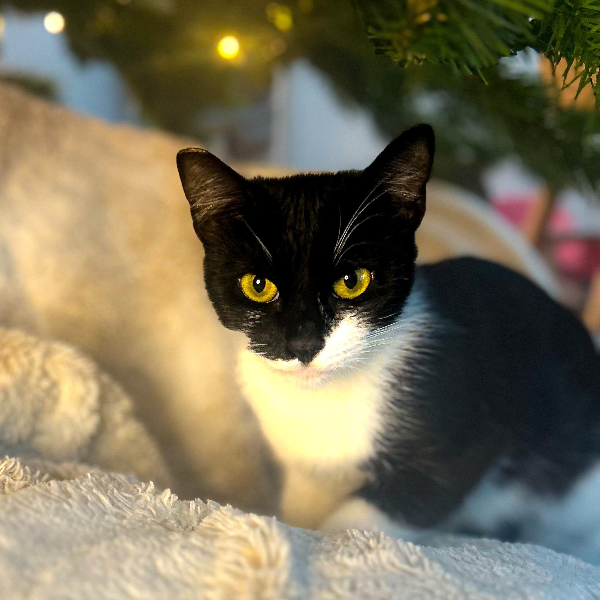 Penny, a Adoptable Tuxedo in Costa Mesa, CA image 1/3