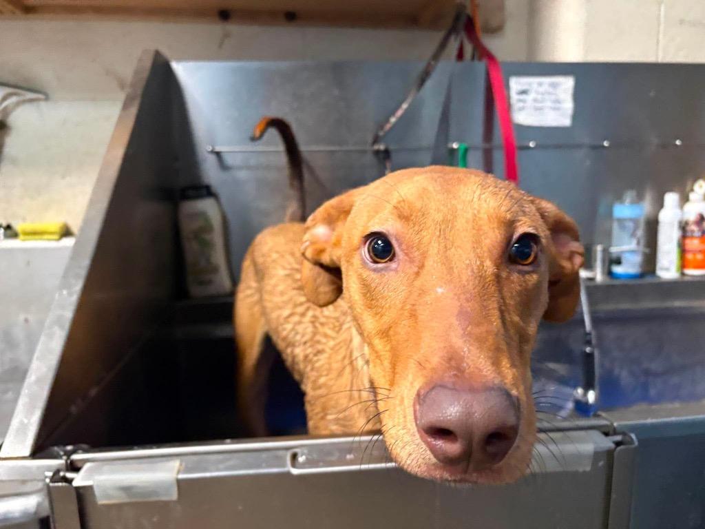Benson, Adoptable, Puppy Male Rhodesian Ridgeback & Hound.