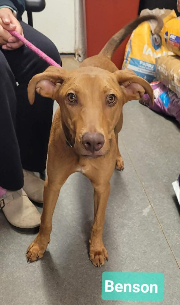 Enlarge Benson, a Adoptable mixed breed in Richmond, IN image 2/4