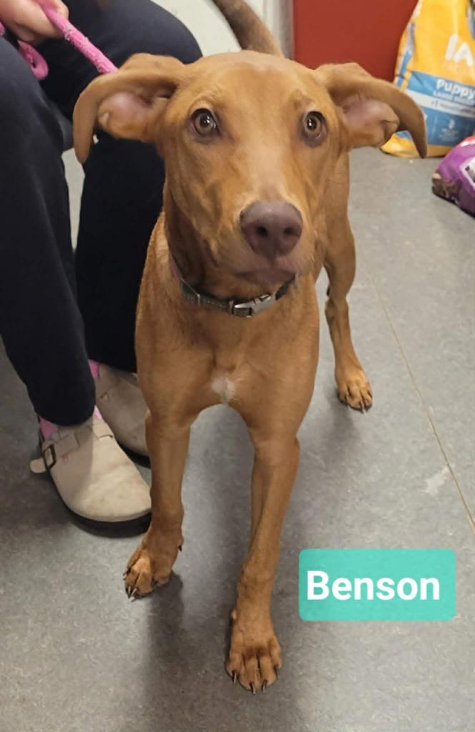 Enlarge Benson, a Adoptable mixed breed in Richmond, IN image 3/4