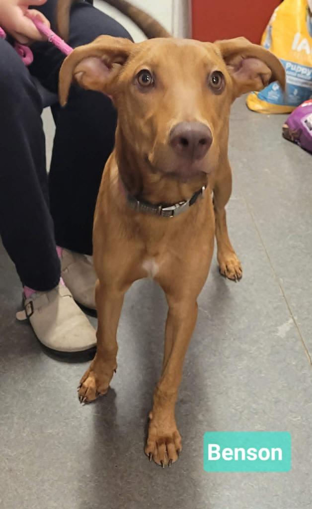 Enlarge Benson, a Adoptable mixed breed in Richmond, IN image 4/4
