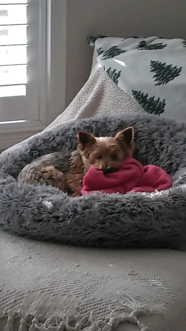 Doodle, Adopted, Senior Male Yorkshire Terrier.