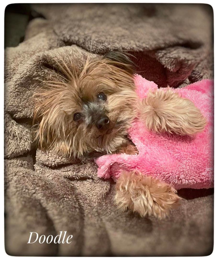 Enlarge Doodle, a Adopted Yorkshire Terrier in Antioch, TN image 2/3