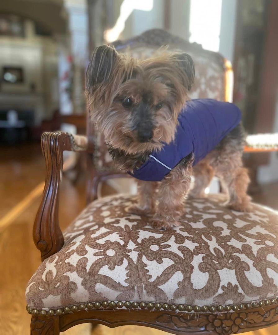 Enlarge Doodle, a Adopted Yorkshire Terrier in Antioch, TN image 3/3