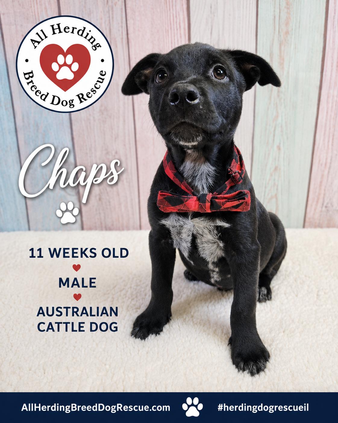 Chaps, an adopted mixed breed in Joliet, IL image 1/5