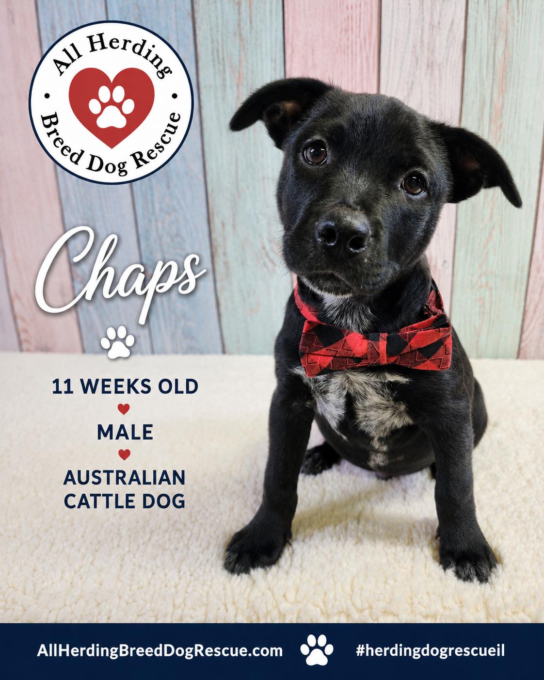 Chaps, an adopted mixed breed in Joliet, IL image 5/5