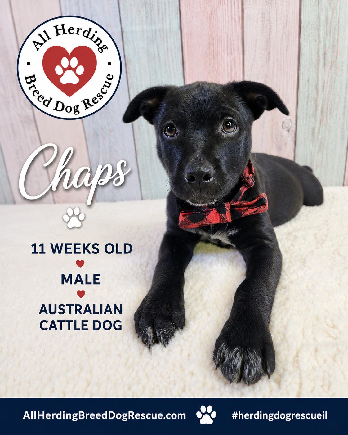 Chaps, an adopted mixed breed in Joliet, IL image 4/5