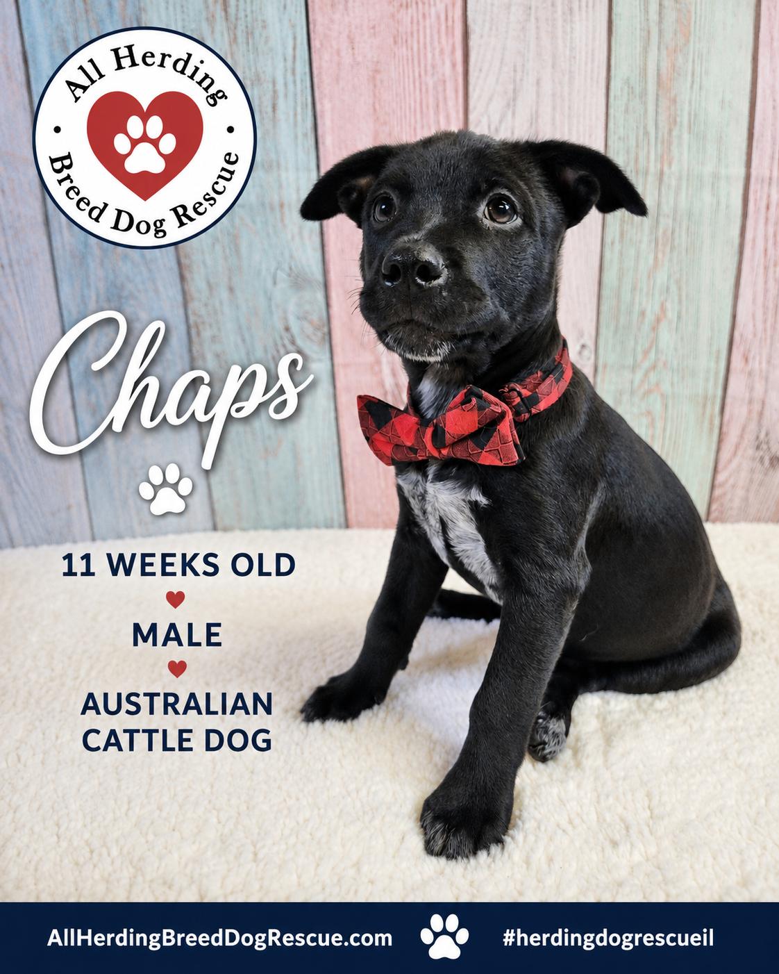 Chaps, an adopted mixed breed in Joliet, IL image 3/5