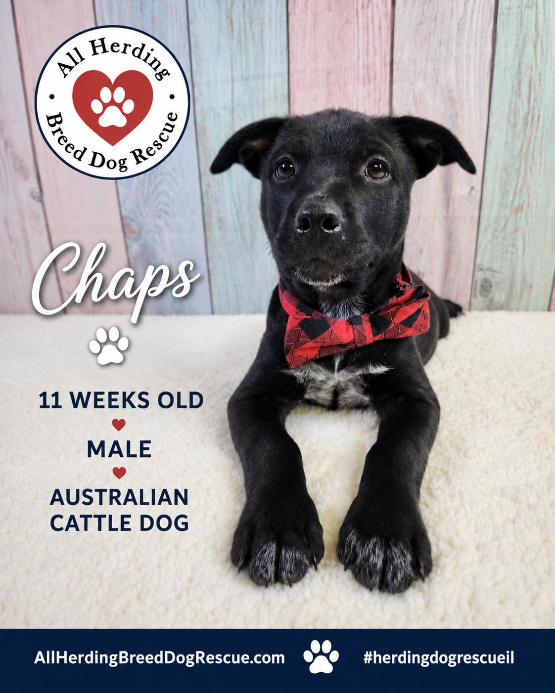 Chaps, an adopted mixed breed in Joliet, IL image 2/5