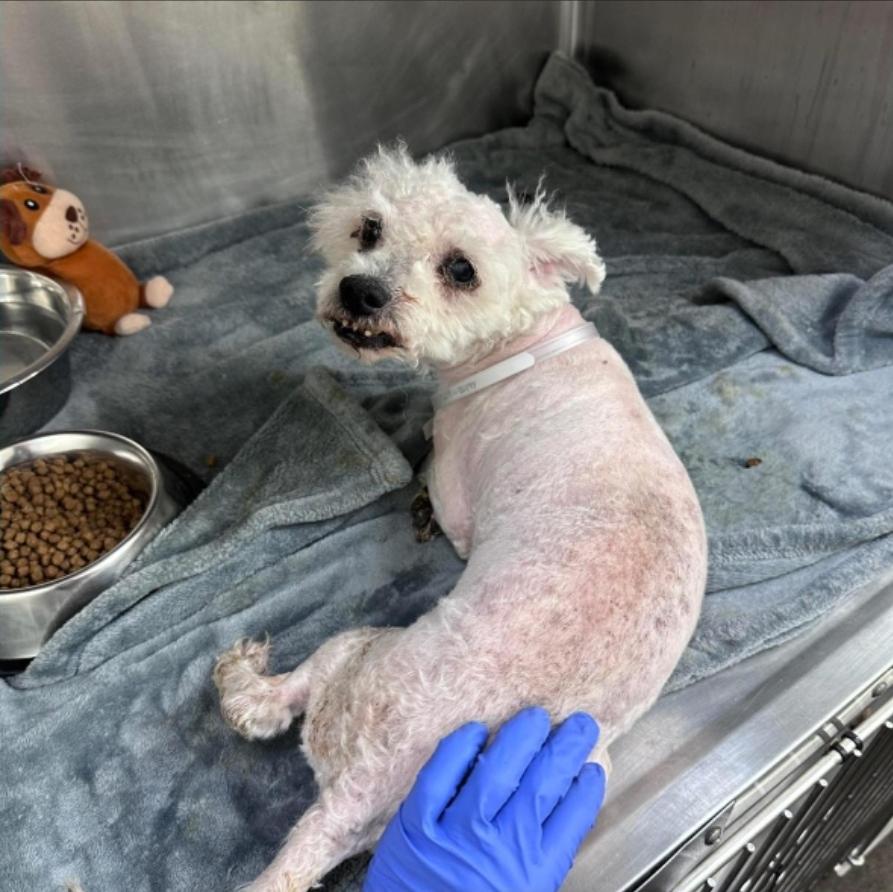 Eddie — thumbnail 2