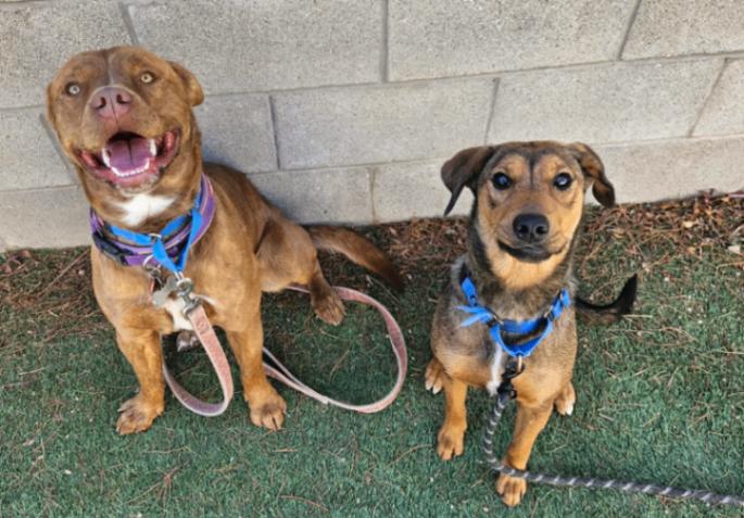 Perfect Pippa with the Soulmate Eyes — thumbnail 3