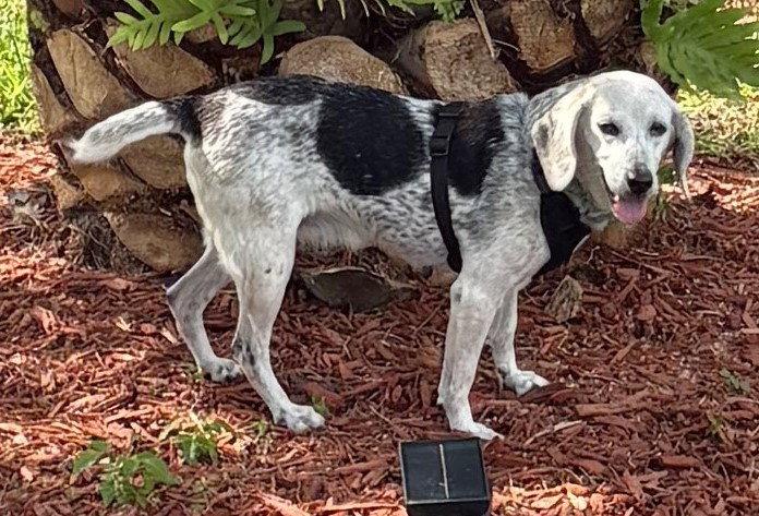 Bessie III, Adopted, Senior Female Beagle.
