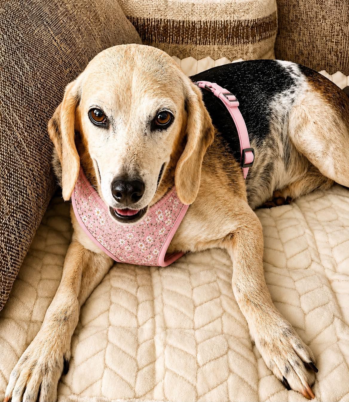 Bessie III, a Adopted Beagle in Dunnellon, FL image 2/3