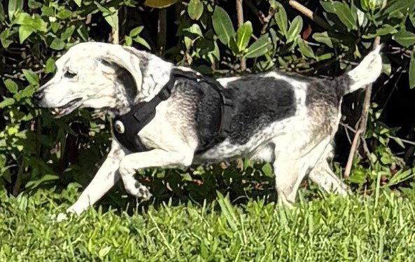Bessie III, a Adopted Beagle in Dunnellon, FL image 3/3