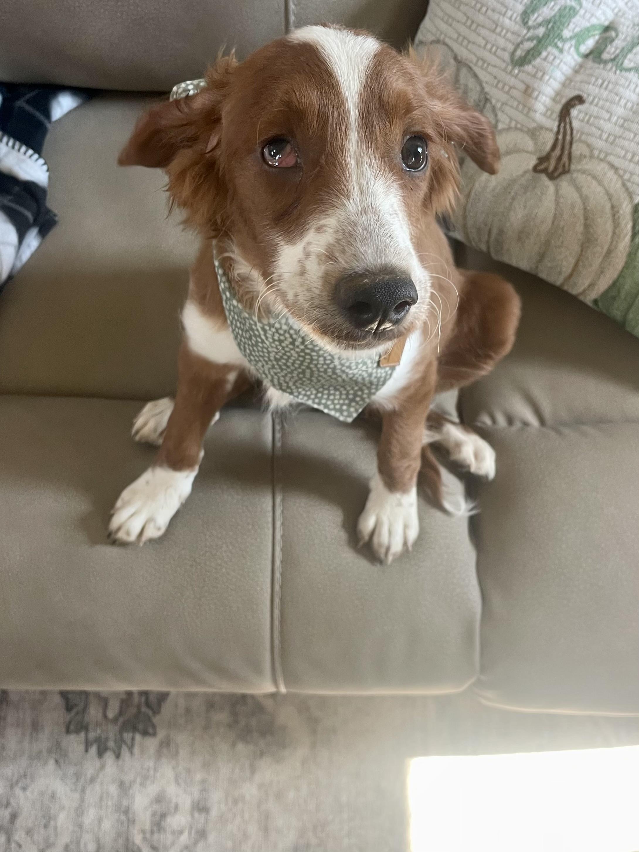 Enlarge Maple Fabulous Disposition, a Adoptable Goldendoodle in Franklin, TN image 2/4