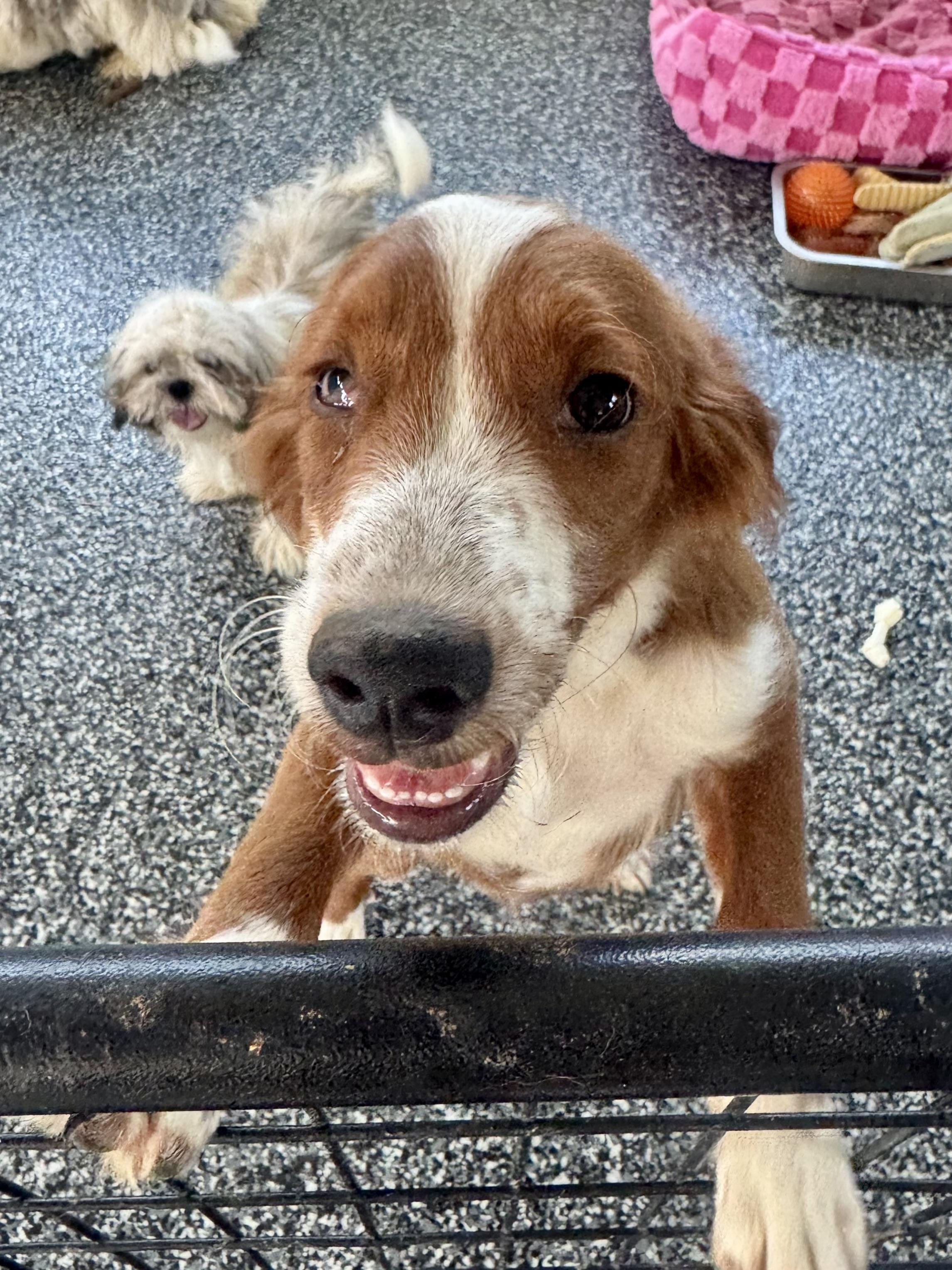Enlarge Maple Fabulous Disposition, a Adoptable Goldendoodle in Franklin, TN image 1/4