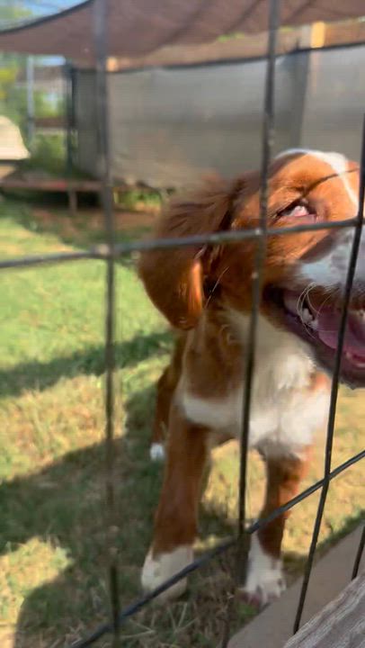 Enlarge Maple Fabulous Disposition, a Adoptable Goldendoodle in Franklin, TN video 4/4