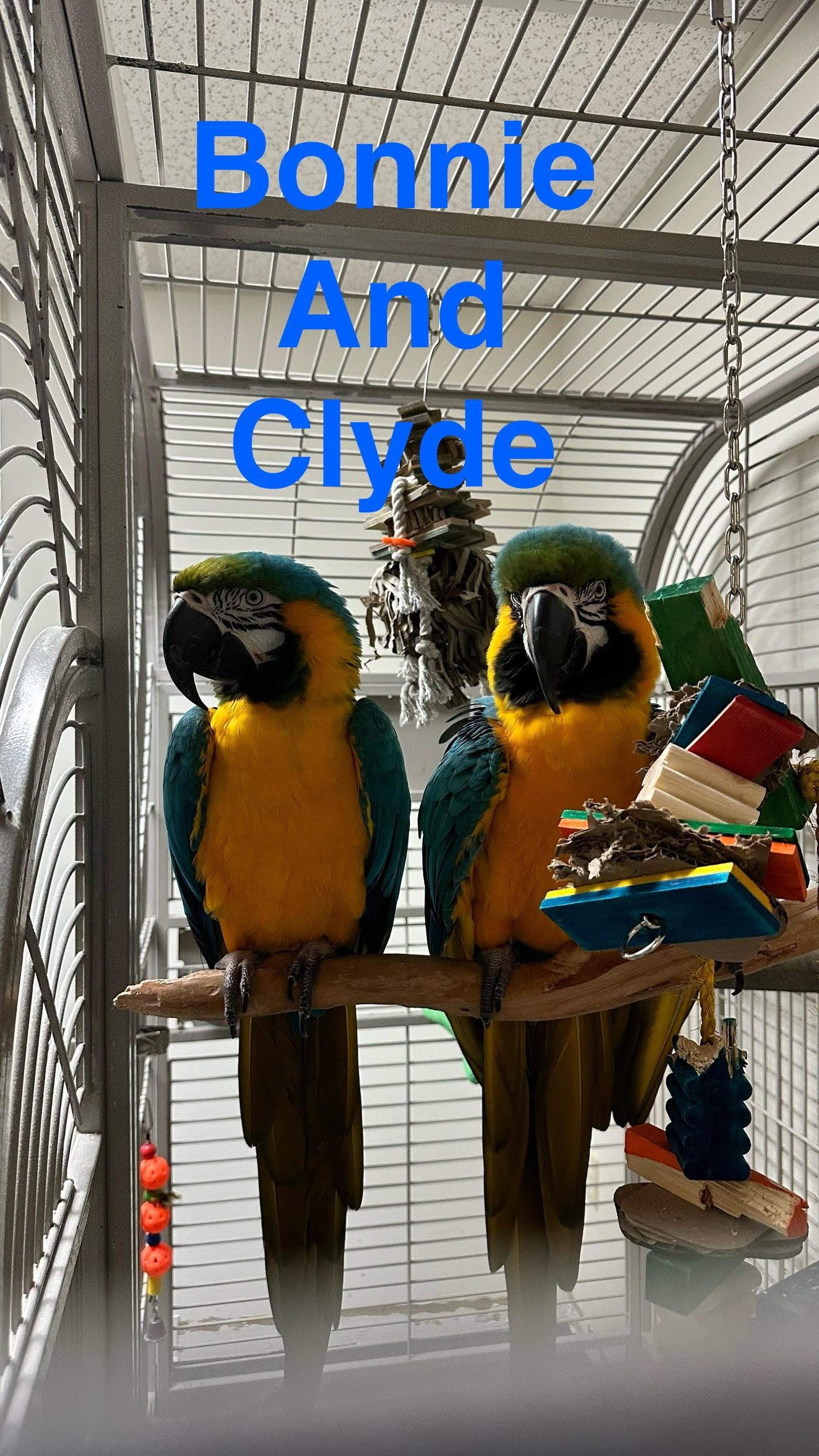 Bernie and Clyde- Blue and Gold Macaws, Adoptable, Adult Male Macaw.