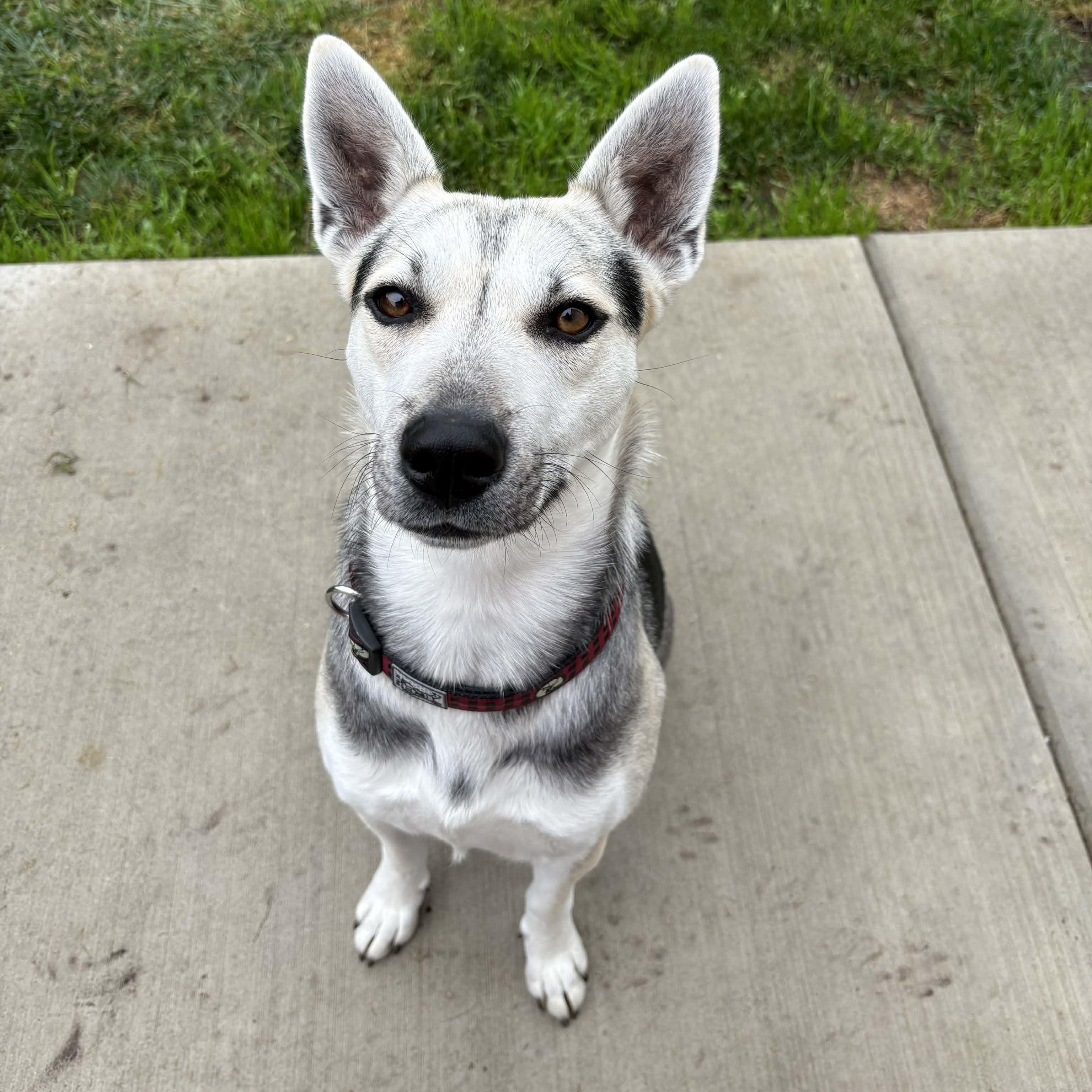 Elecktra, ADOPTABLE, Young Female Shepherd & Husky.