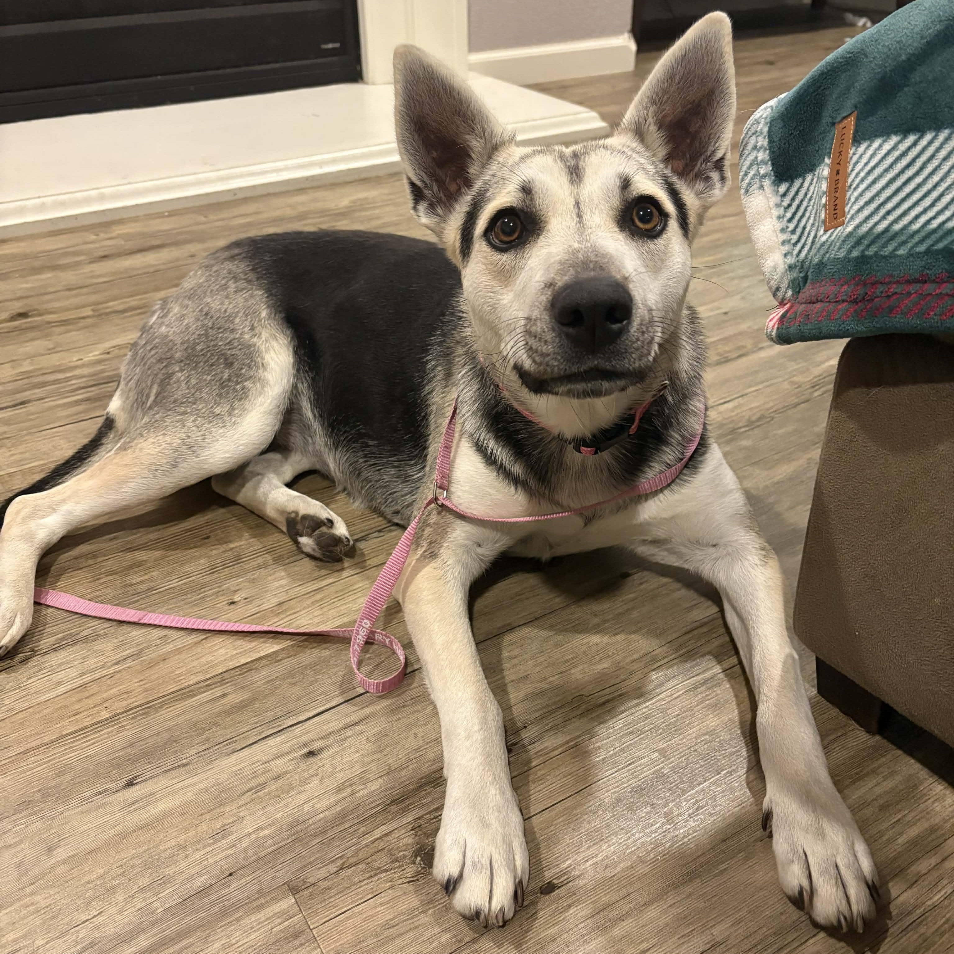 Enlarge Elecktra, a ADOPTABLE mixed breed in Antioch, CA image 3/5