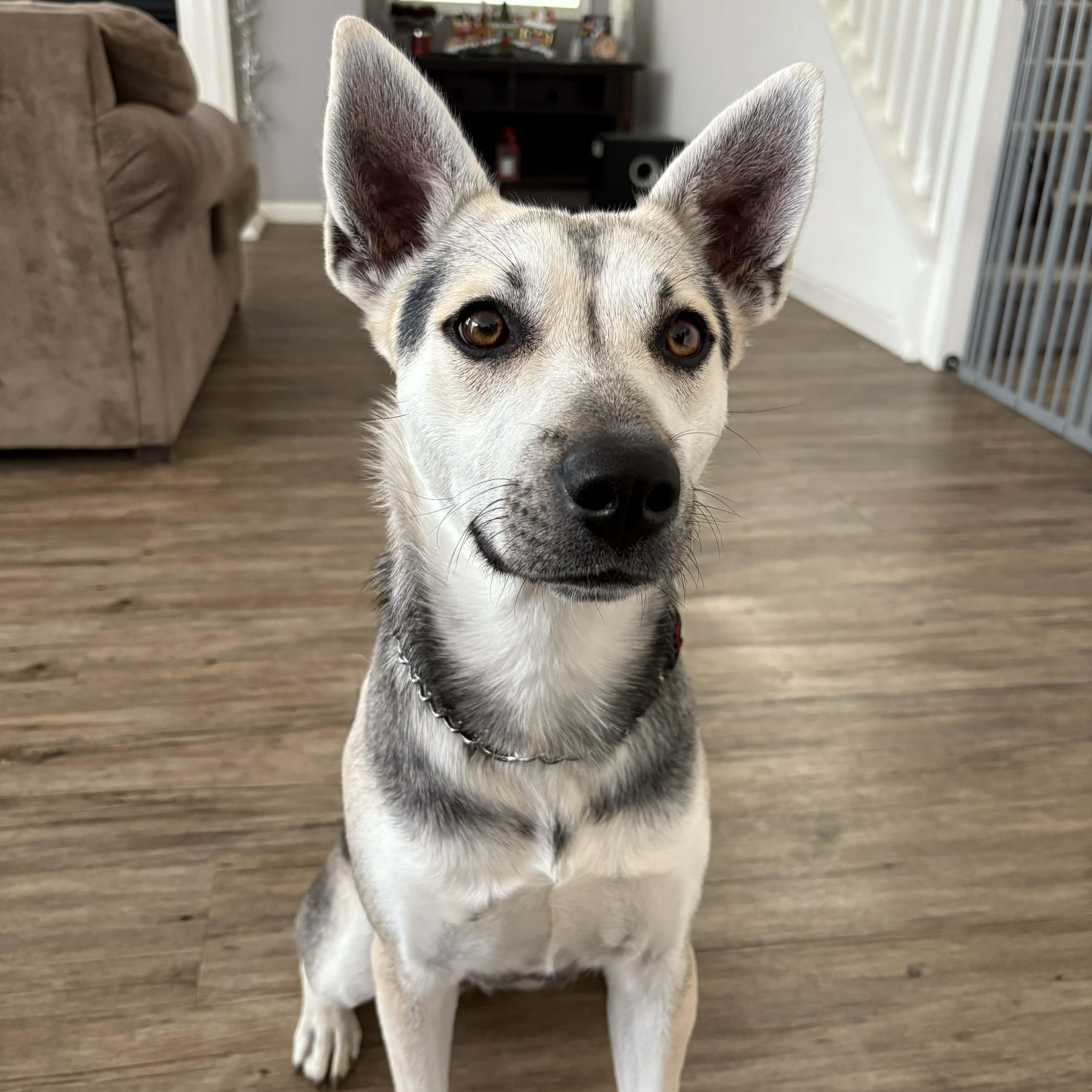 Enlarge Elecktra, a ADOPTABLE mixed breed in Antioch, CA image 2/5