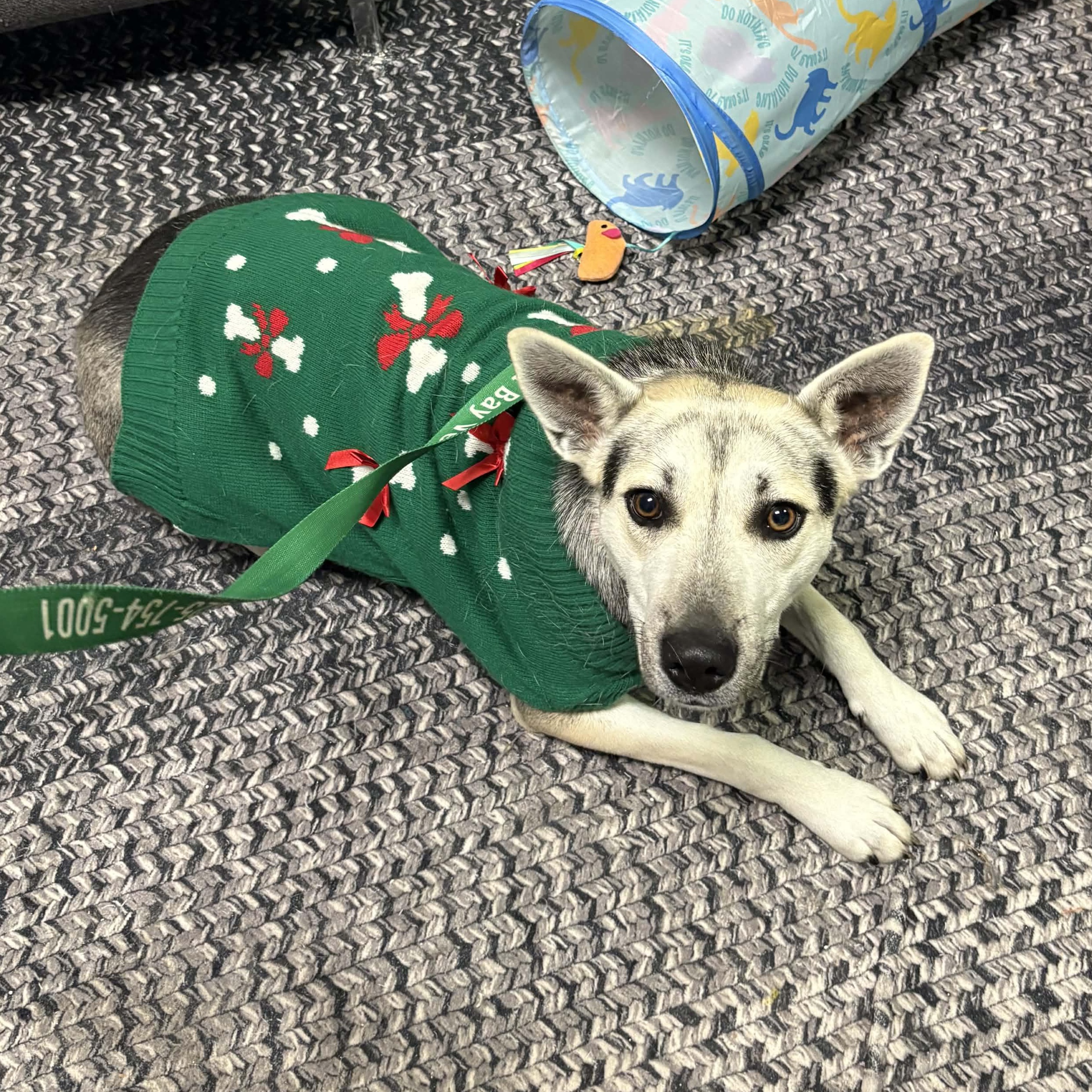 Enlarge Elecktra, a ADOPTABLE mixed breed in Antioch, CA image 4/5