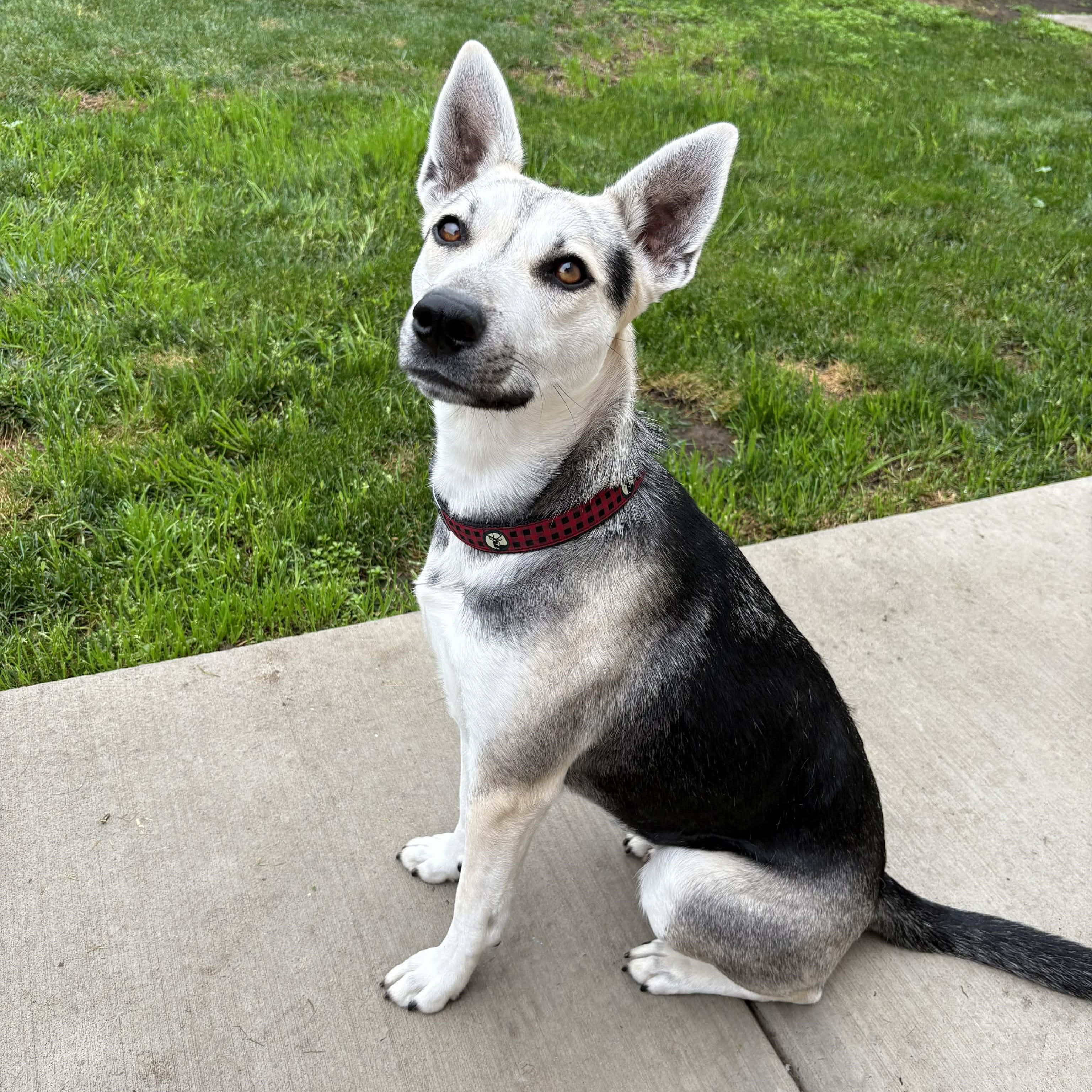 Enlarge Elecktra, a ADOPTABLE mixed breed in Antioch, CA image 5/5