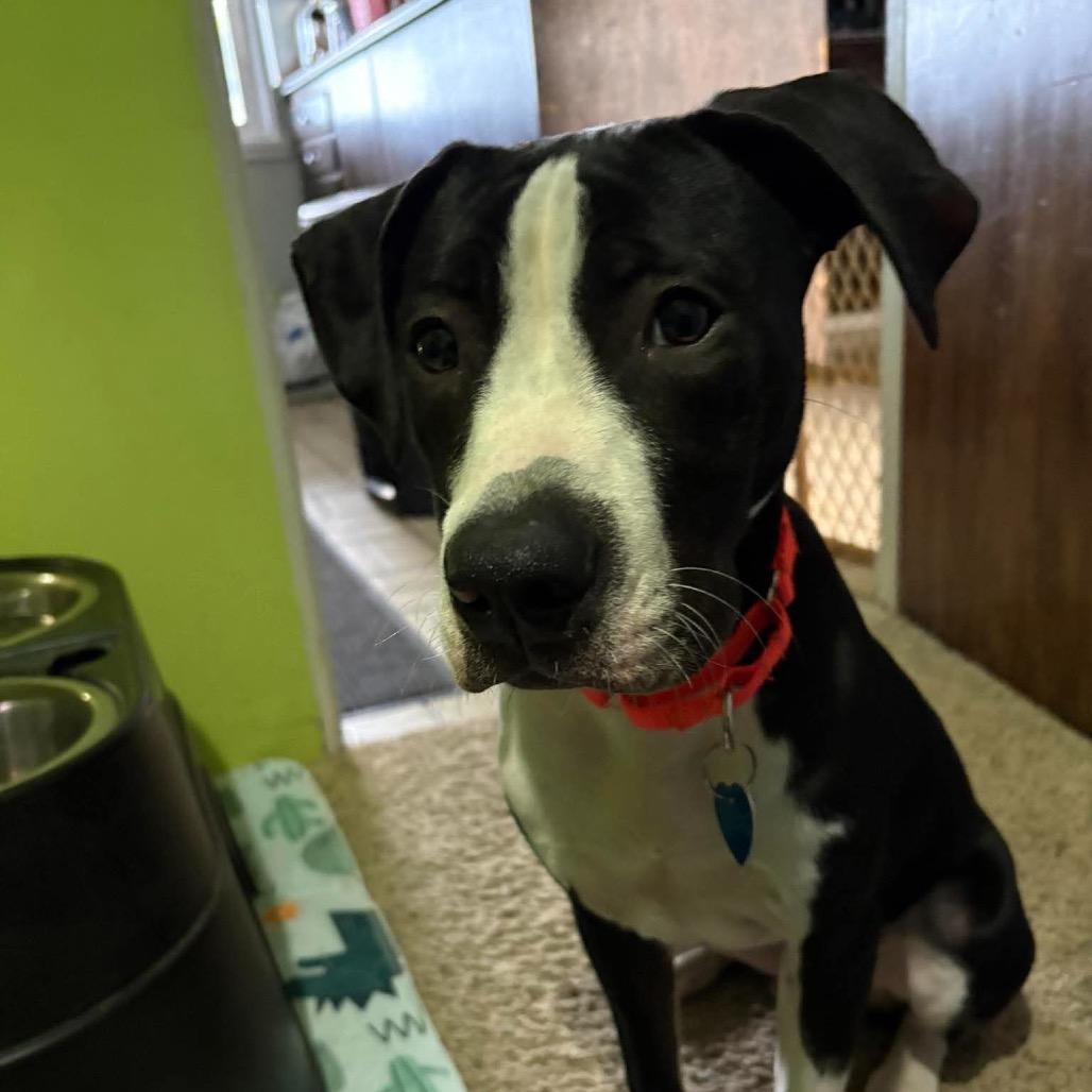 Enlarge Oden, a Adoptable mixed breed in Ferndale, MI image 1/6