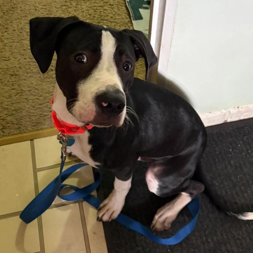 Enlarge Oden, a Adoptable mixed breed in Ferndale, MI image 2/6