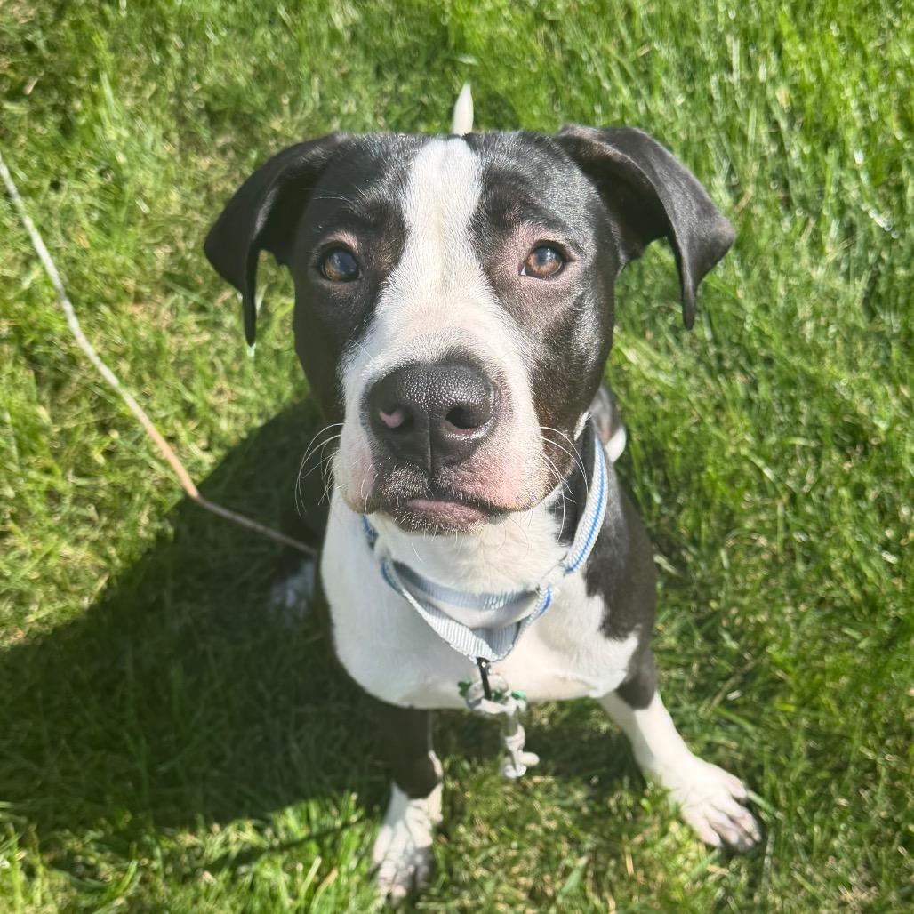 Enlarge Oden, a Adoptable mixed breed in Ferndale, MI image 4/6