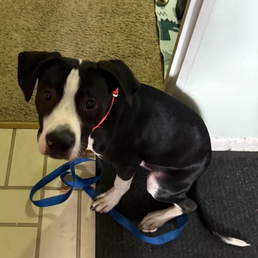 Enlarge Oden, a Adoptable mixed breed in Ferndale, MI image 5/6