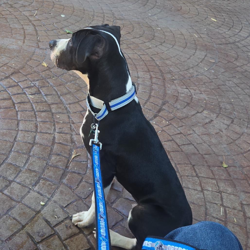 Enlarge Oden, a Adoptable mixed breed in Ferndale, MI image 6/6