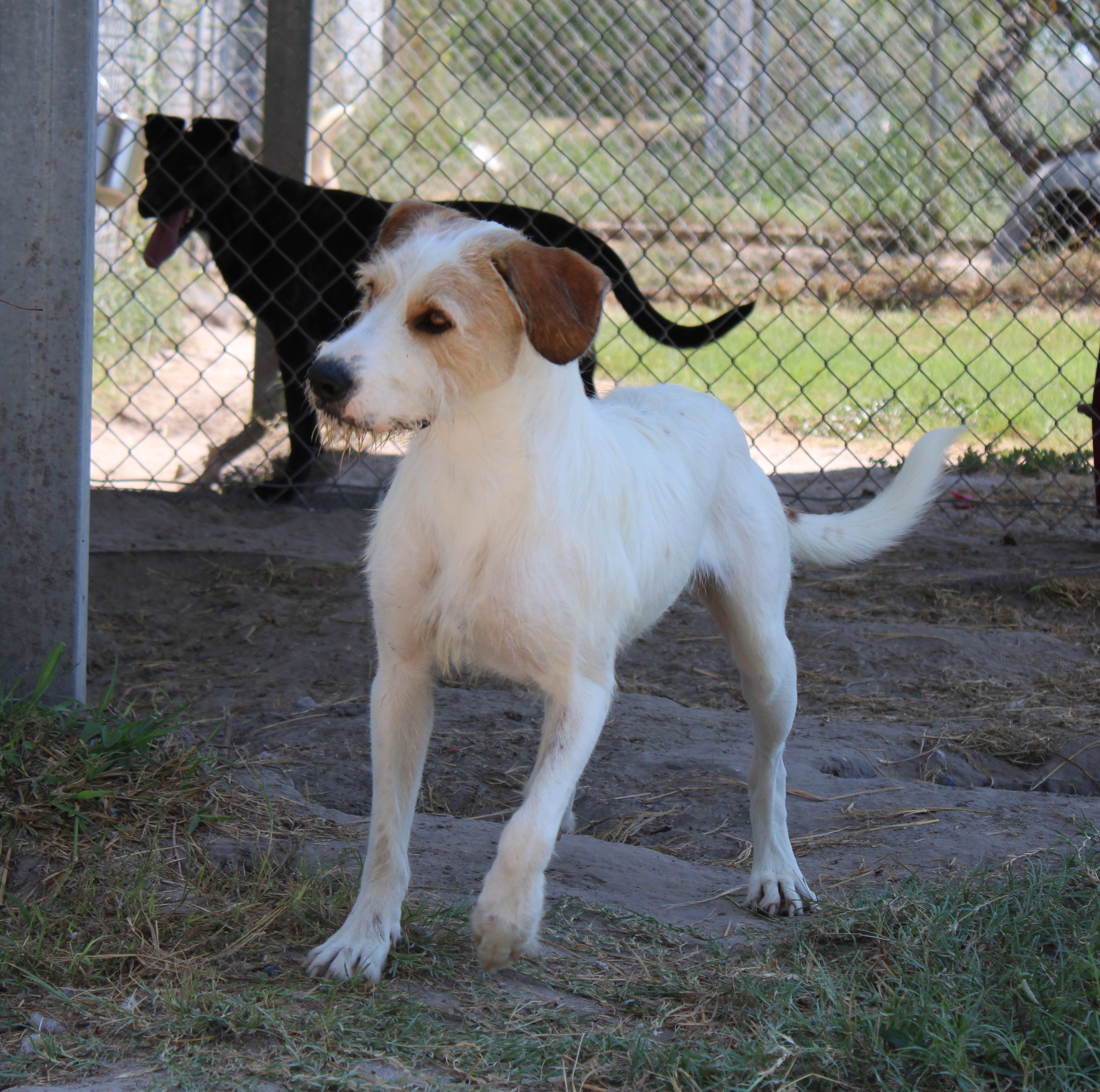 Enlarge Bubba, a Adoptable mixed breed in Aransas Pass, TX image 2/6