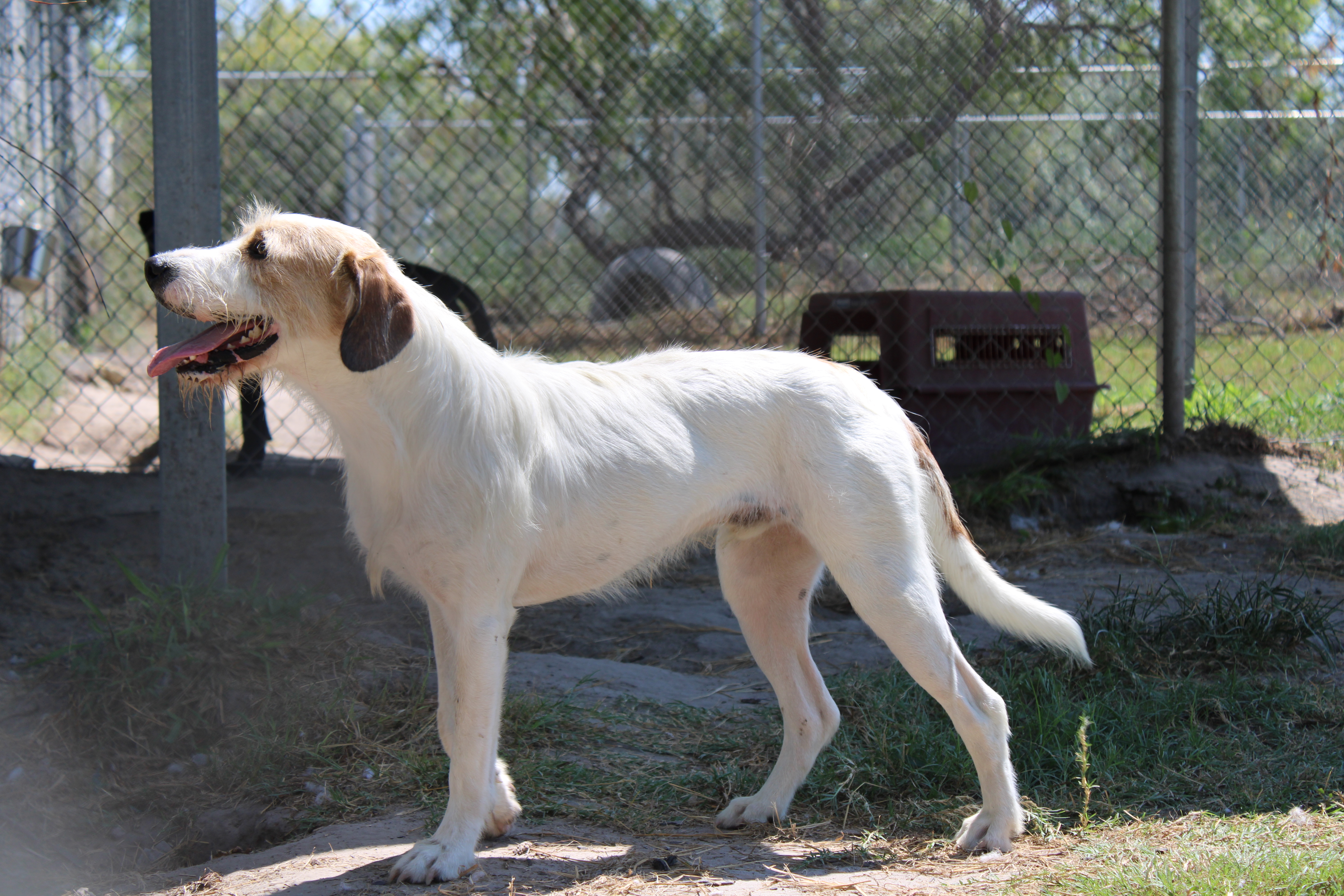 Enlarge Bubba, a Adoptable mixed breed in Aransas Pass, TX image 3/6
