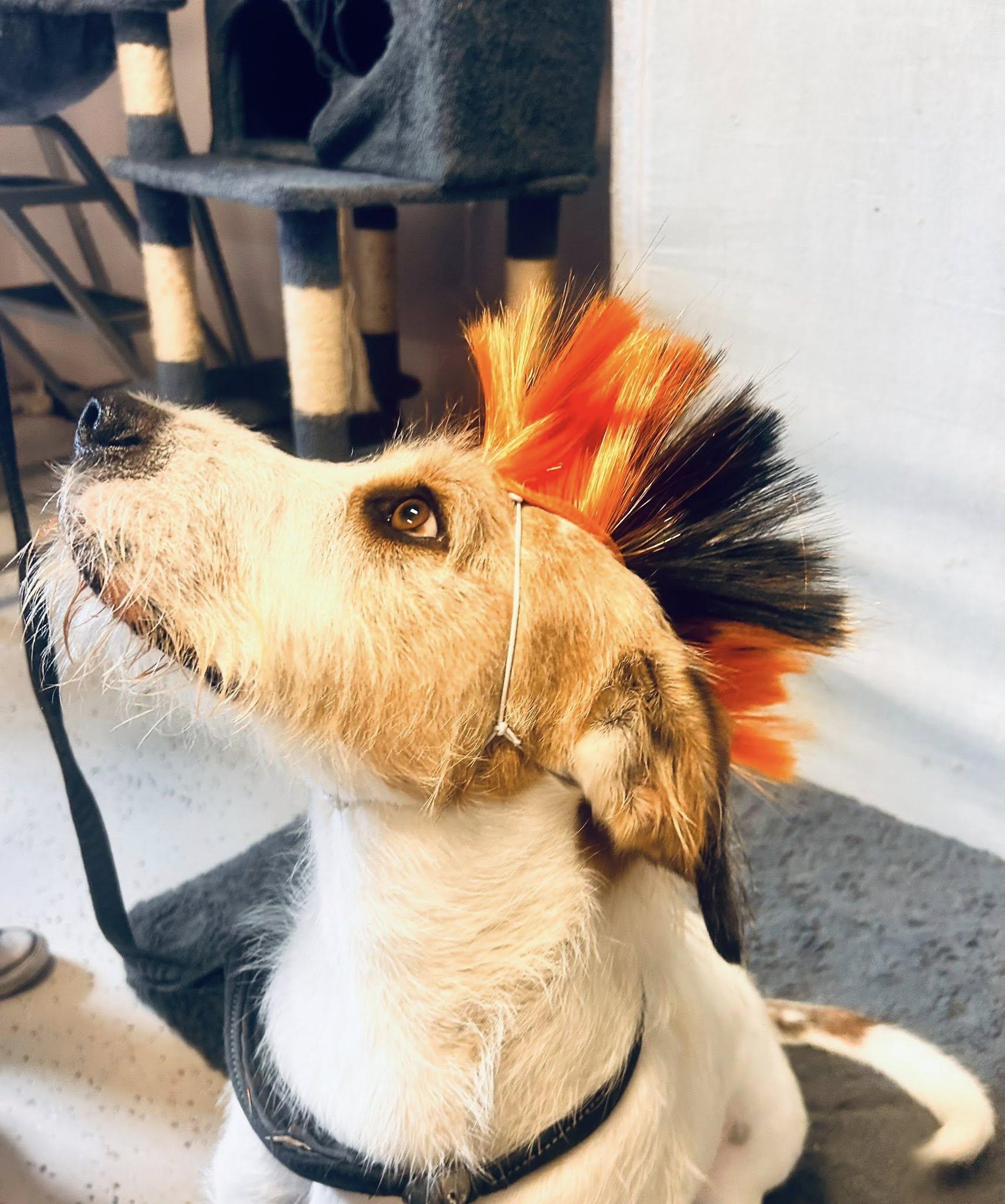 Enlarge Bubba, a Adoptable mixed breed in Aransas Pass, TX image 6/6