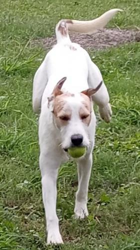Enlarge Bubba, a Adoptable mixed breed in Aransas Pass, TX image 4/6