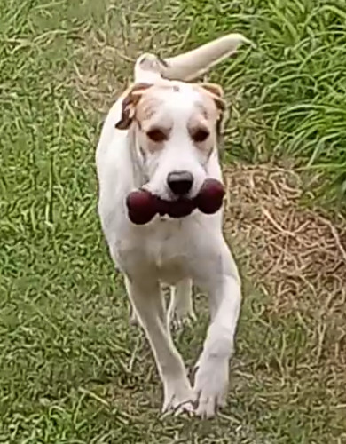 Enlarge Bubba, a Adoptable mixed breed in Aransas Pass, TX image 5/6