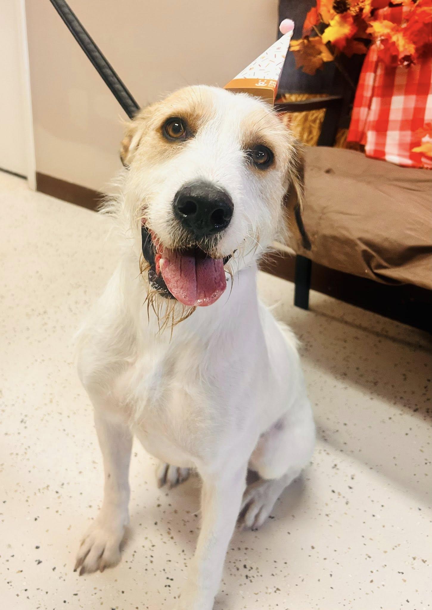 Enlarge Bubba, a Adoptable mixed breed in Aransas Pass, TX image 1/6