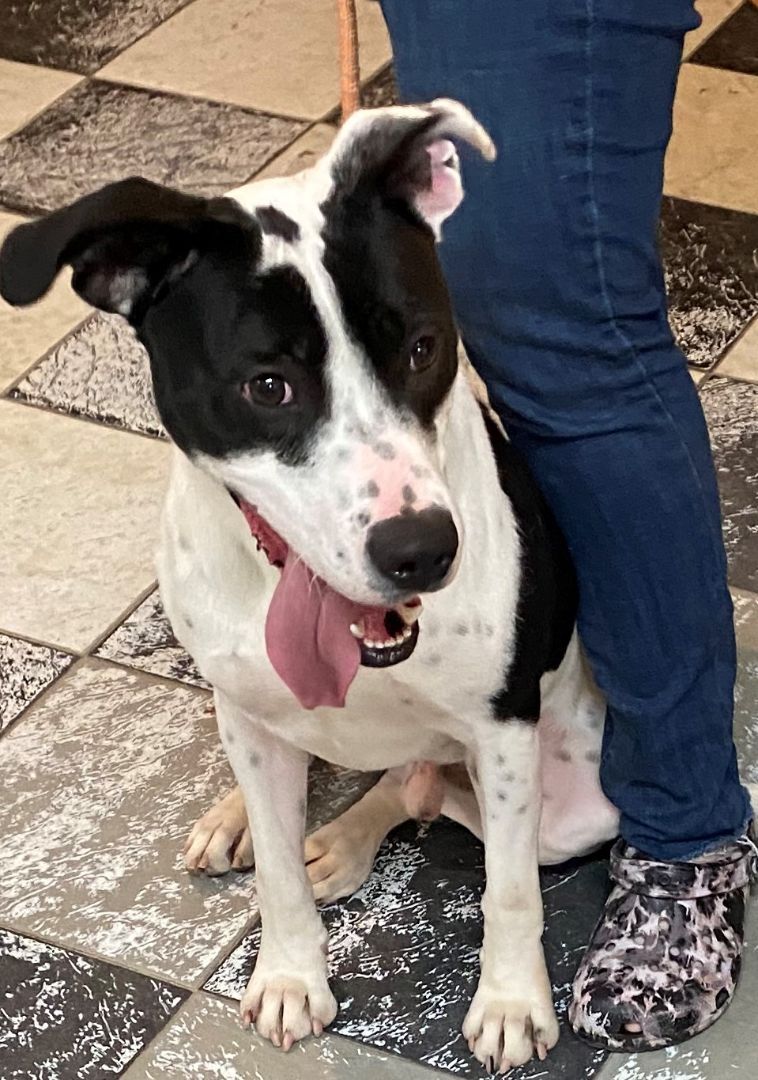 Louie, a Adoptable mixed breed in Virginia Beach, VA image 2/6