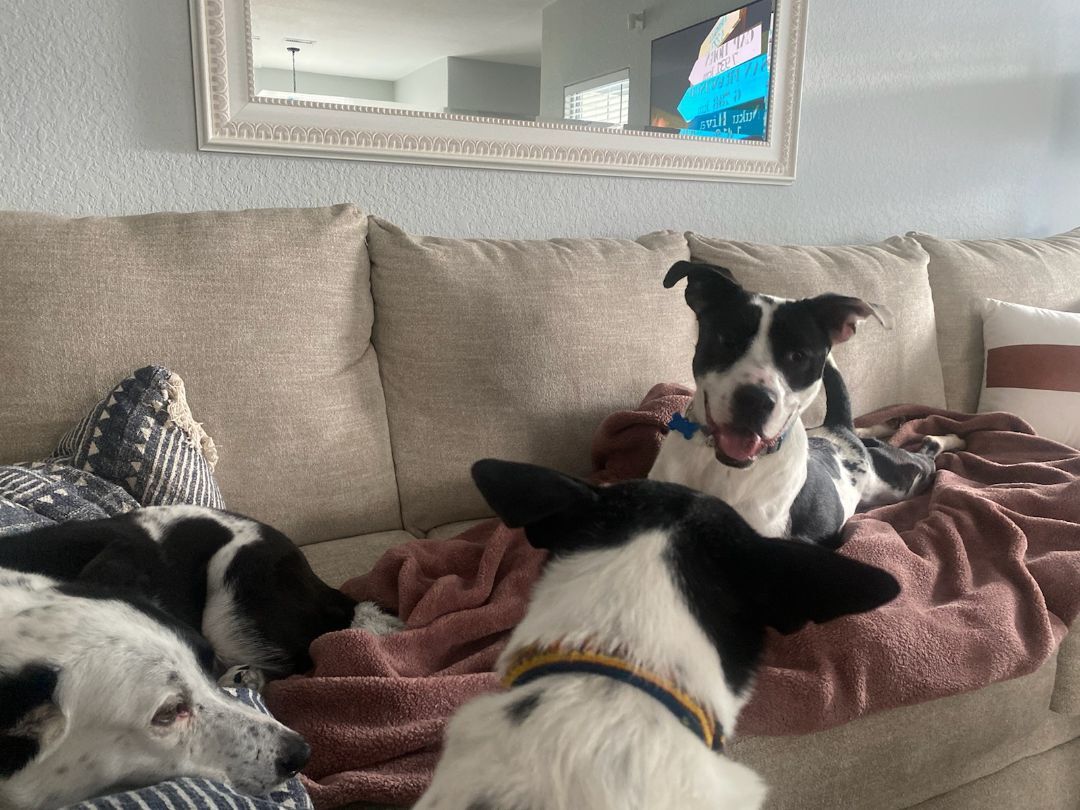 Louie, a Adoptable mixed breed in Virginia Beach, VA image 3/6