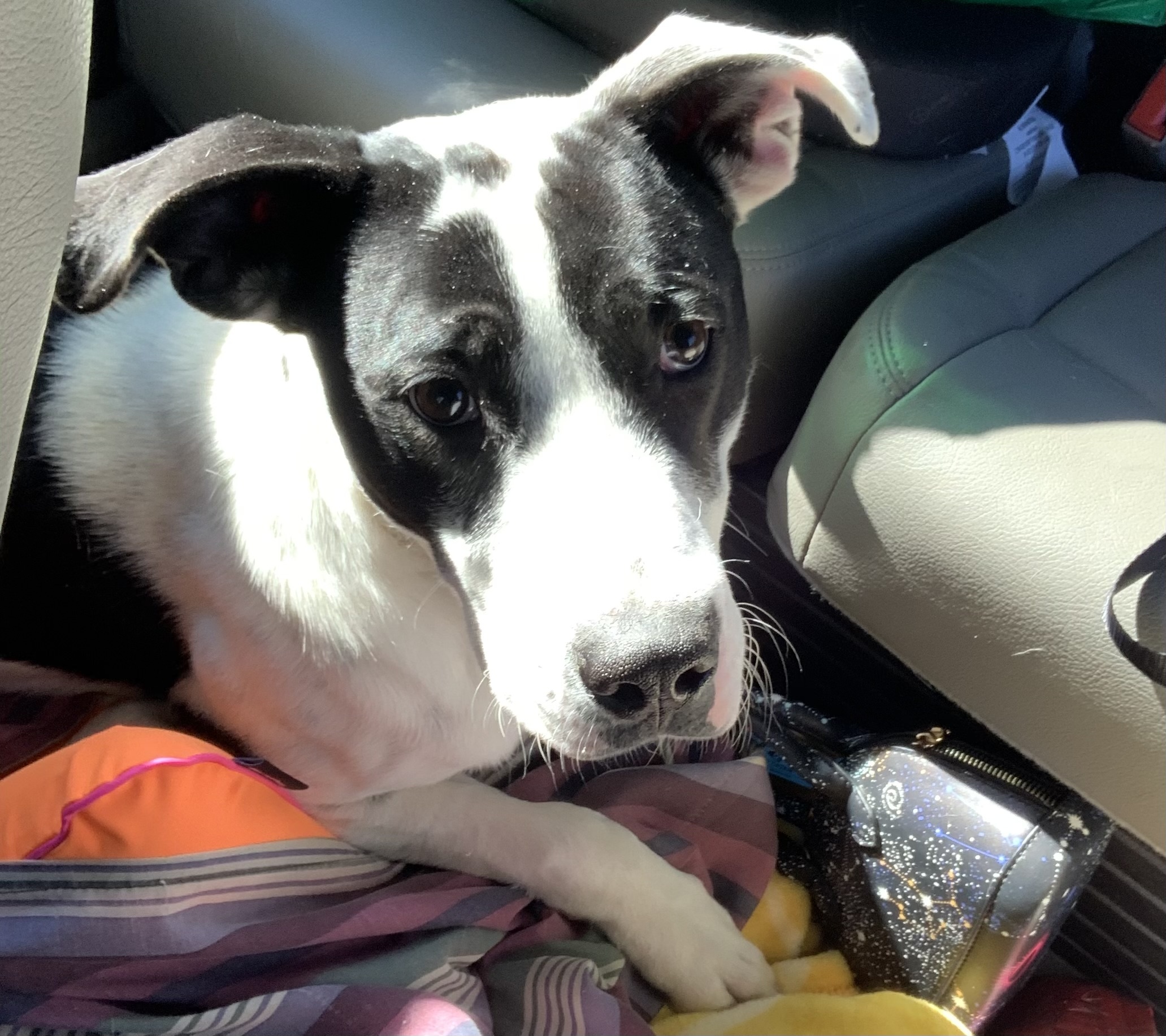 Louie, a Adoptable mixed breed in Virginia Beach, VA image 4/6