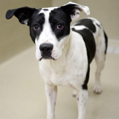 Louie, a Adoptable mixed breed in Virginia Beach, VA image 5/6