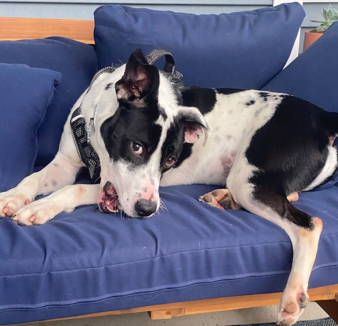 Louie, a Adoptable mixed breed in Virginia Beach, VA image 6/6