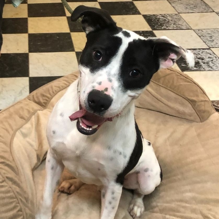 Louie, Adoptable, Adult Male Labrador Retriever & Pointer.