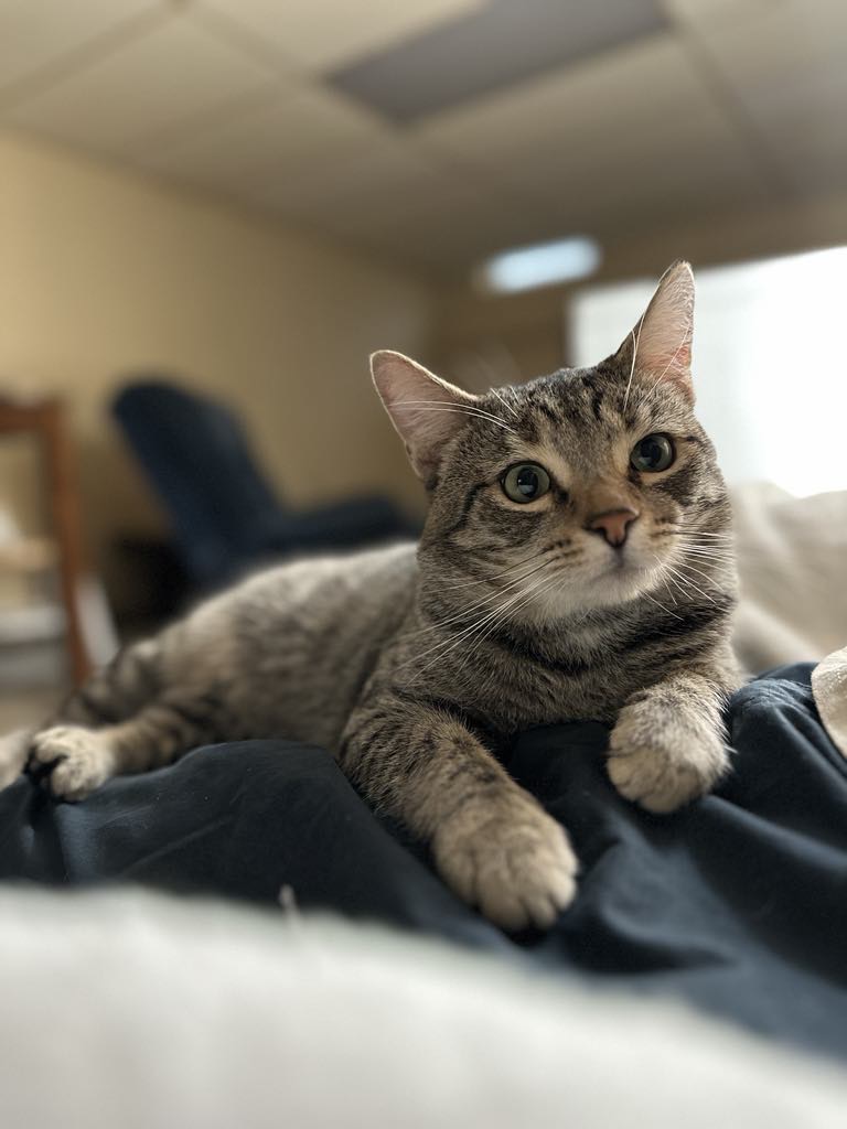 Mikhail, an adoptable Domestic Short Hair in Stoughton, WI, 53589 | Photo Image 2