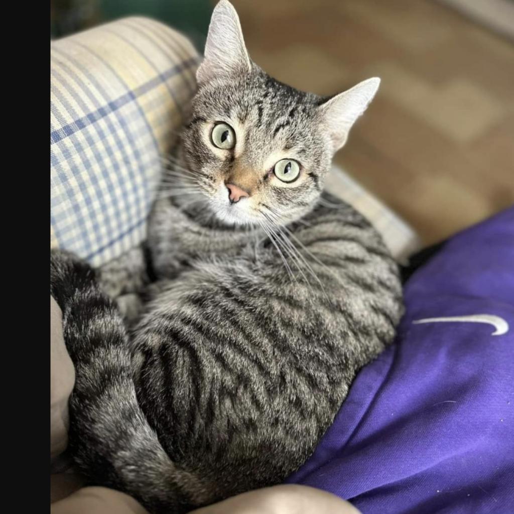 Mikhail, an adoptable Domestic Short Hair in Stoughton, WI, 53589 | Photo Image 1