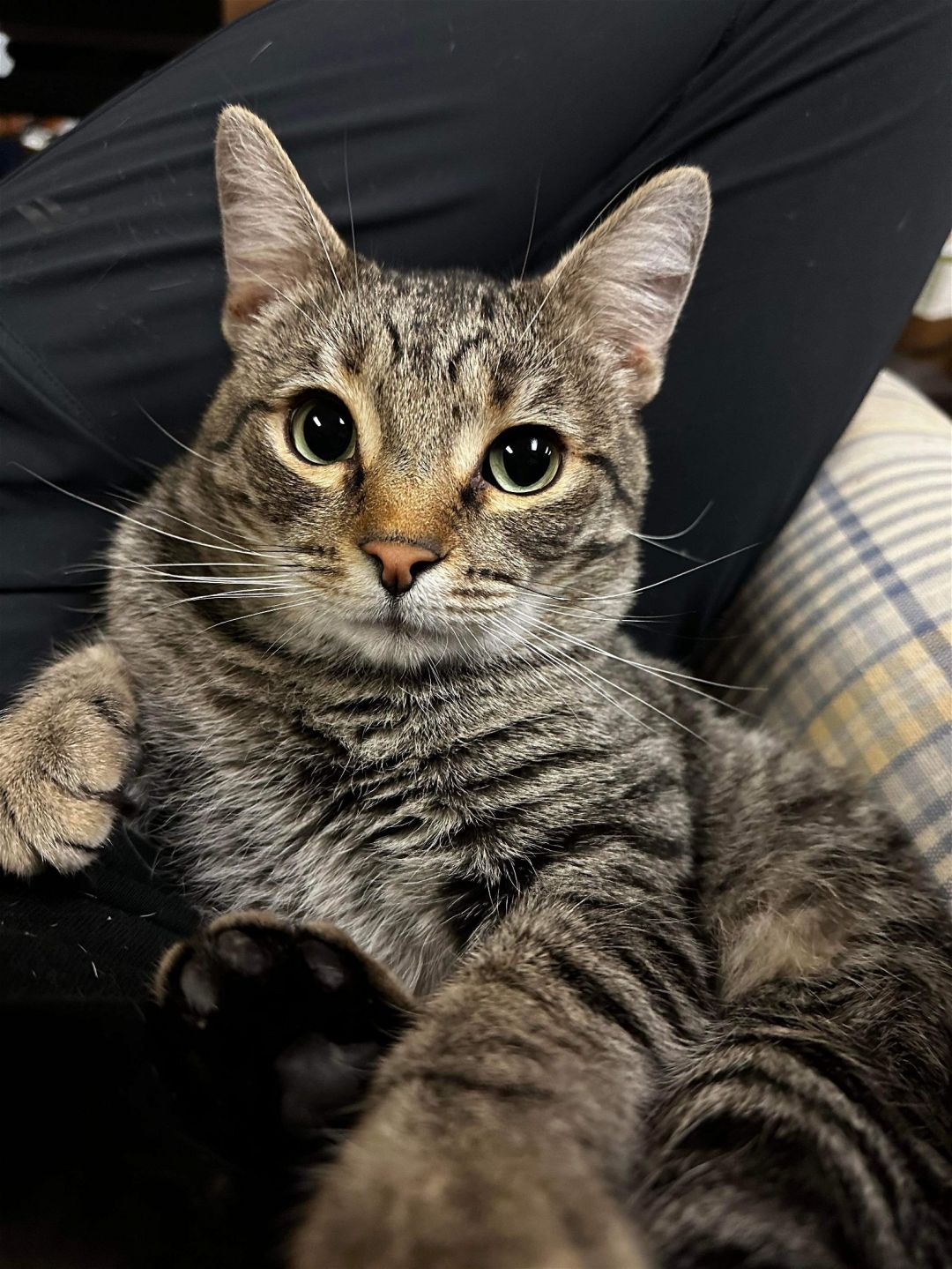 Mikhail, an adoptable Domestic Short Hair in Stoughton, WI, 53589 | Photo Image 4